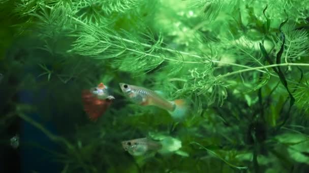 Ryby Plavou Domácím Akváriu Rozmanitost Podmořského Světa Sklem Nádrži Vodu — Stock video