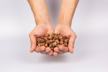 Gri arka planda iki erkek eli fındık tutuyor. Hasat konsepti. Üst görünüm yakın plan