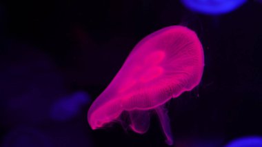 Video koleksiyonu. Deniz ve okyanus denizanaları suda yakından yüzerler. Aydınlatma ve karanlıkta farklı renklerde biyoluminesans. Akvaryumdaki egzotik ve nadir bulunan denizanaları..
