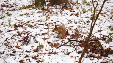 4K Yavaş çekim sinemada sincabın Montreal 'de karlı havada yerden yemek yediğini gösteriyor..
