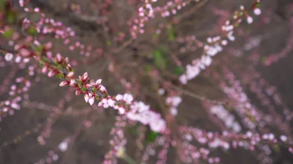 Вишневые Цветущие Ветви Закрываются Цветущие Розовые Белые Цветы Бутонов Ветках — стоковое фото