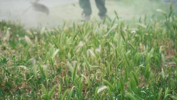 Professional Gardener Mows Lawn Central Park Petrol Hedge Trimmer Lawn — Vídeo de Stock