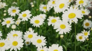 Chamomile field close-up View of chamomile flowers. Camera movement across a meadow with shallow depth of field