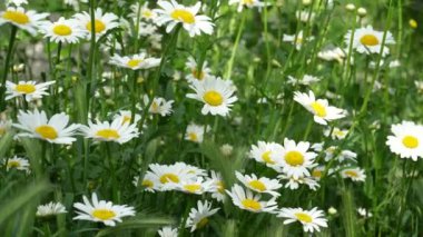 Chamomile field close-up View of chamomile flowers. Camera movement across a meadow with shallow depth of field