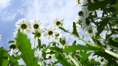 Chamomile field close-up View of chamomile flowers. Camera movement across a meadow with shallow depth of field. Bottom view. How the ant sees