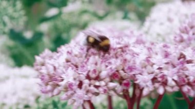 Pink flowers as a concept of the onset of spring. Bumblebee on flowers as a harbinger of summer
