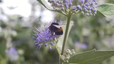 Pink flowers as a concept of the onset of spring. Bumblebee on flowers as a harbinger of summer