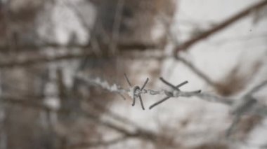 Winter nature background. Snowy weather Lonely growing leafless plant, broken by snowfall. Covered with snow. Close-up of the plant with a blurry snowing backgroun