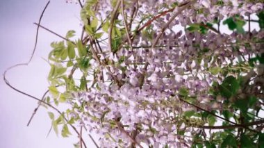 Japanese wisteria blooms in spring. Grones of purple wisteria flowers close-up on a background of green leaves. Spring bloom in garden. vertical video