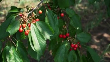 Ripe red and cherry berries hang from a tree branch before being harvested in early summer. A tree with delicious and juicy dark red cherry fruits hanging from a tree branch