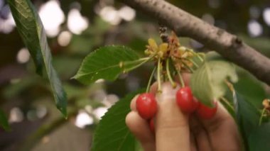 The gardener picks cherries in the sunlight on a green ecological farm close-up. Male gardener picking fresh sweet red cherries close up. Delicious vitamins, fruit freshness, harvest concept