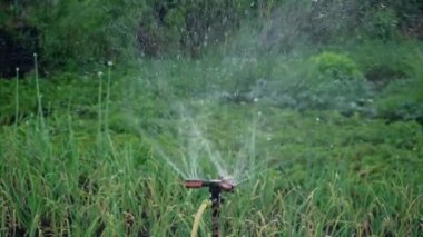 Watering crops in the garden. The smart garden is activated with a fully automatic sprinkler irrigation system watering the crop rows. Slow motion in HD