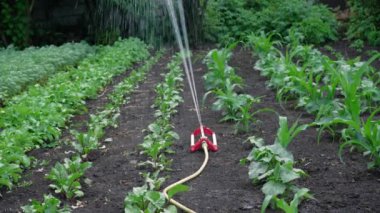 Watering crops in the garden. The smart garden is activated with a fully automatic sprinkler irrigation system watering the crop rows. Shooting in 4K UHD