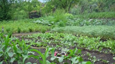 Watering crops in the garden. The smart garden is activated with a fully automatic sprinkler irrigation system watering the crop rows. Shooting in 4K UHD