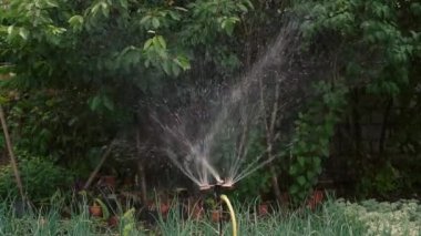 Watering crops in the garden. The smart garden is activated with a fully automatic sprinkler irrigation system watering the crop rows. Slow motion in HD