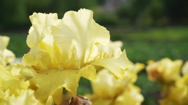Yellow Irises Close Park Flowers Early Spring Womens Day Concept — Stock video