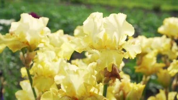 Yellow Irises Close Park Flowers Early Spring Womens Day Concept — Vídeos de Stock
