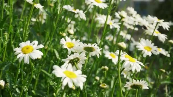Chamomile Field Close View Chamomile Flowers Camera Movement Meadow Shallow — Stok video