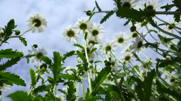 Chamomile Field Close View Chamomile Flowers Camera Movement Meadow Shallow — Video Stock