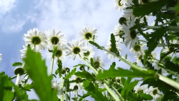Γκρο Πλαν Χαμομήλι Άποψη Των Λουλουδιών Χαμομηλιού Κίνηση Κάμερας Ένα — Αρχείο Βίντεο