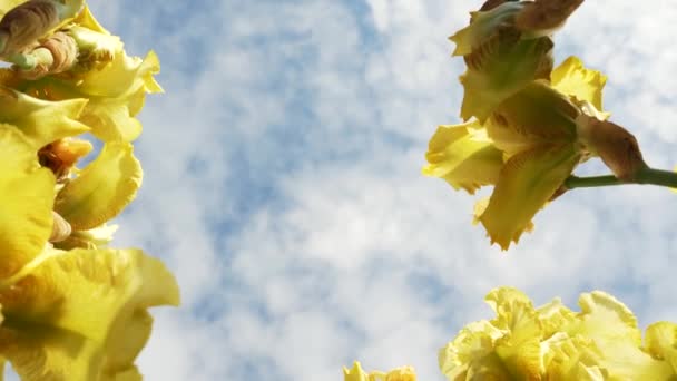 Gul Iris Nära Håll Parken Blommor Tidigt Våren Kvinnodagskoncept Bottenvy — Stockvideo