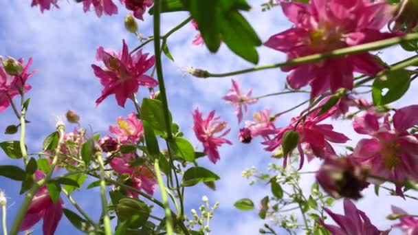 Pink Flowers Concept Onset Spring Bottom View How Ant Sees — Wideo stockowe