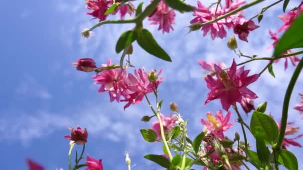 Rosa Blommor Som Ett Begrepp För Uppkomsten Våren Bottenvy Hur — Stockvideo