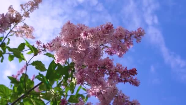 Gronas Flores Lila Jardín Primavera Parque Floreciente Arbustos Lila Primavera — Vídeo de stock