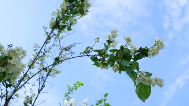 White Flowers Concept Onset Spring Bottom View How Ant Sees — Wideo stockowe
