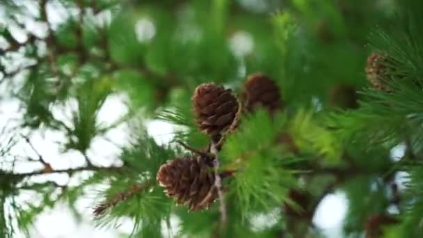 Cones Larch Branches Rays Setting Sun Details Branches Sway Wind — Stock video