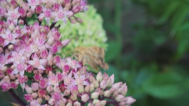 Pink Flowers Concept Onset Spring Moth Flowers Butterfly Harbinger Summer — Stock video