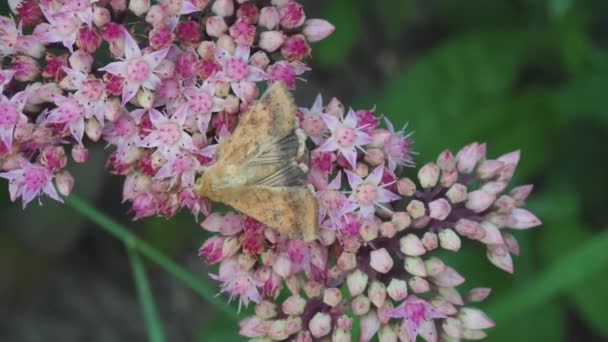 Pink Flowers Concept Onset Spring Moth Flowers Butterfly Harbinger Summer — Video