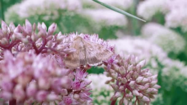 Pink Flowers Concept Onset Spring Moth Flowers Butterfly Harbinger Summer — Stockvideo