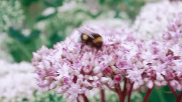 Rosa Blommor Som Ett Begrepp För Uppkomsten Våren Bumblebee Blommor — Stockvideo