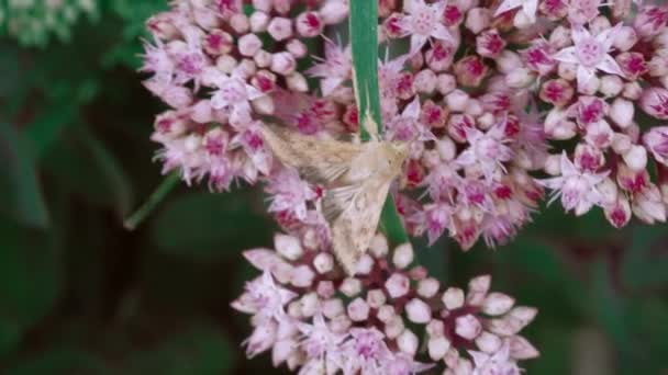 Pink Flowers Concept Onset Spring Moth Flowers Butterfly Harbinger Summer — Stockvideo