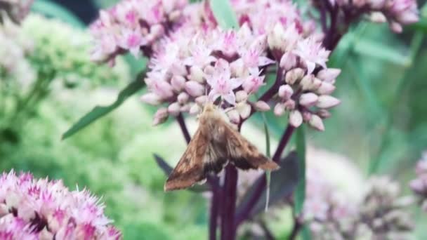 Pink Flowers Concept Onset Spring Moth Flowers Butterfly Harbinger Summer — Stock video