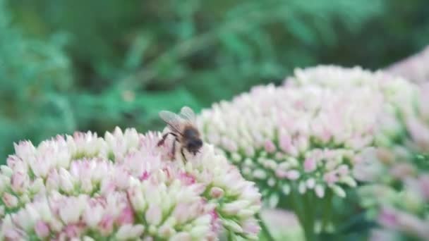 Rosa Blommor Som Ett Begrepp För Uppkomsten Våren Bumblebee Blommor — Stockvideo