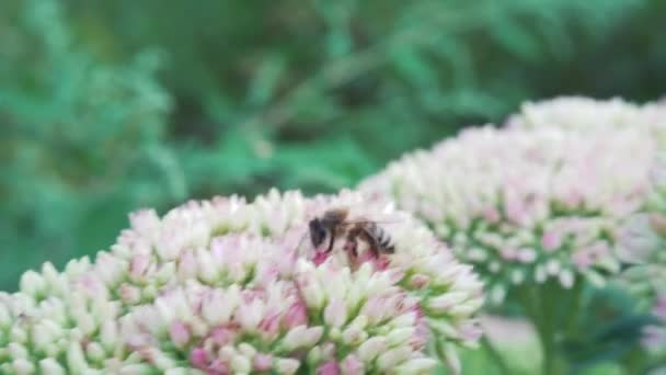 Pink Flowers Concept Onset Spring Bumblebee Flowers Harbinger Summer — Vídeo de Stock