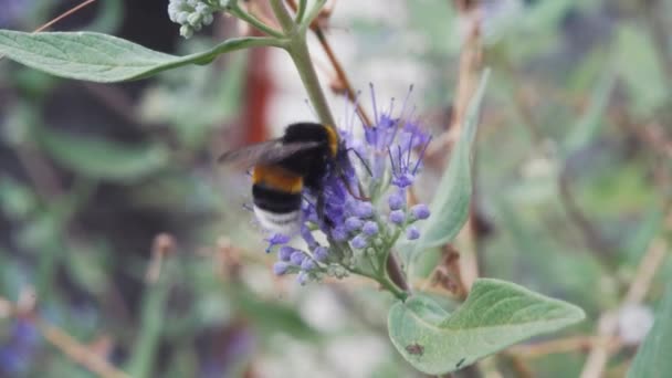 Ροζ Λουλούδια Έννοια Της Έναρξης Της Άνοιξης Bumblebee Στα Λουλούδια — Αρχείο Βίντεο