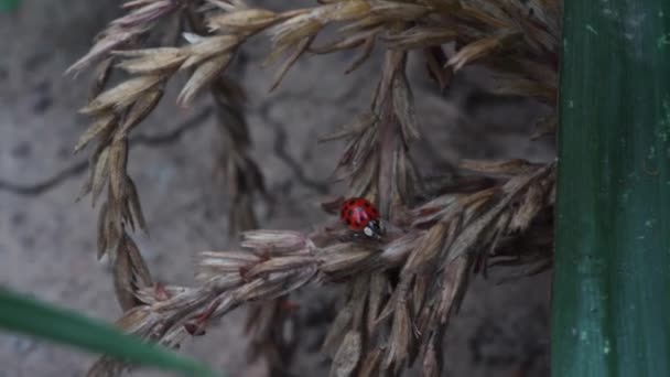 Красная Божья Коровка Сухих Безжизненных Растениях Приход Осени Концепция Голода — стоковое видео