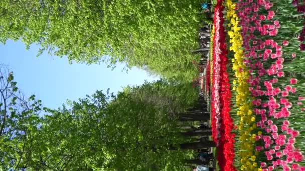 Parku Rośnie Kwietnik Pomarańczowych Tulipanów Pączek Cebuli Bliska Kwitnący Wiosenny — Wideo stockowe