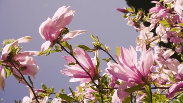Kvetoucí Magnólie Jaře Zblízka Růžové Květy Kvetoucí Magnólie Kolébají Proti — Stock video