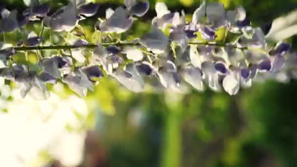 Japonská Vistárie Kvete Jaře Grones Purple Wisteria Flowers Close Background — Stock video