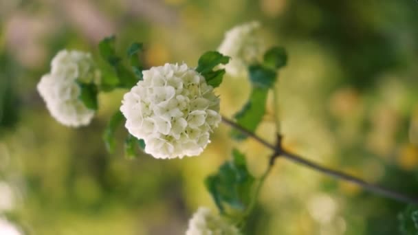 Белые Цветы Концепция Наступления Весны Вид Снизу Муравей Видит — стоковое видео