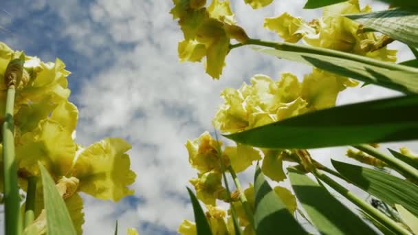 公園で黄色の虹彩がクローズアップされます 早春に花を咲かせます 女性の日のコンセプト — ストック動画
