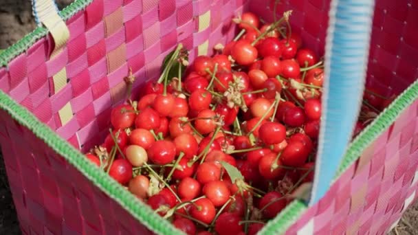 Harvesting Red Ripe Cherries Basket Completely Filled Juicy Berries Farmer — Stockvideo
