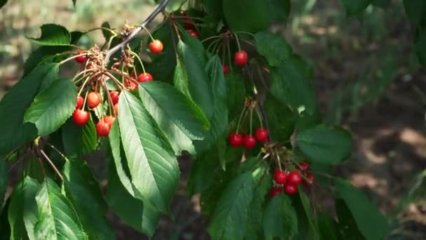 成熟的红色和樱桃浆果挂在树枝上 然后在夏初收获 樱桃树一种树上挂着鲜美多汁的深红色樱桃树 — 图库视频影像