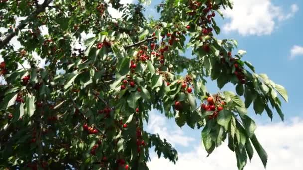 Ripe Red Cherry Berries Hang Tree Branch Being Harvested Early — Vídeo de Stock