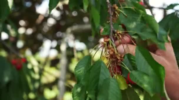 桜の枝に桜の実を垂らします 若い男が暑い日にさくらんぼを摘む チェリーコレクション 熟したチェリーの大収穫 有機農業 — ストック動画