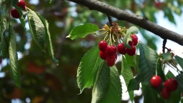 Ripe Red Cherry Berries Hang Tree Branch Being Harvested Early — Video Stock